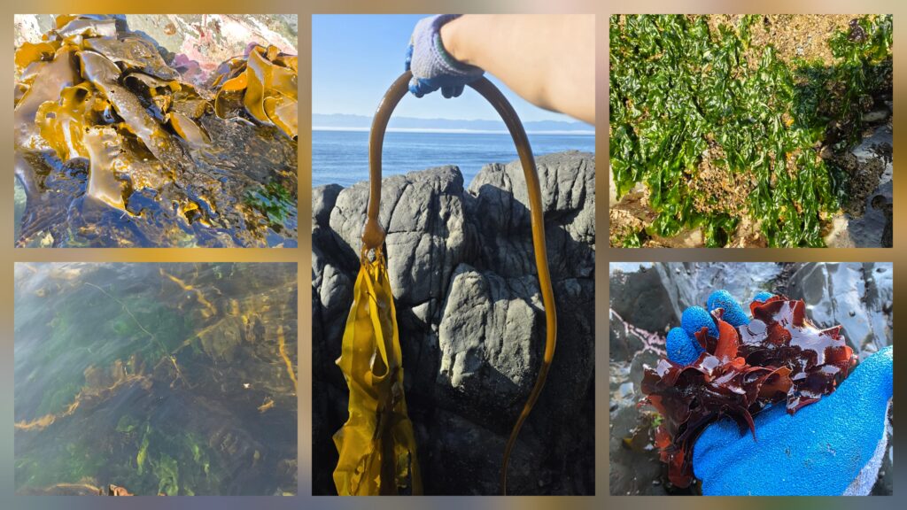 Vancouver Island溫哥華島西岸Sooke的海菜(Seaweeds)