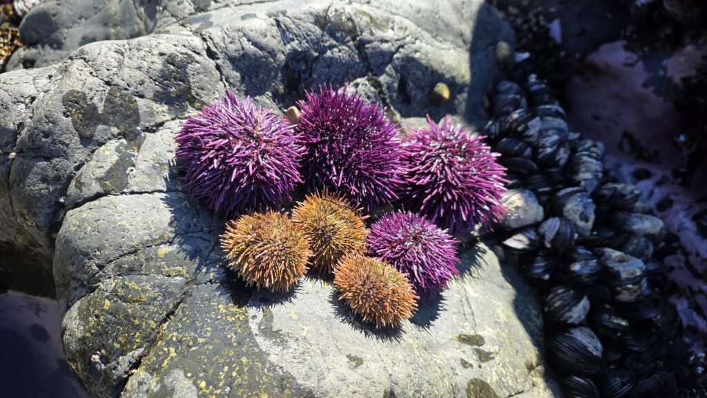 溫哥華島(Vancouver Island)蘇克(Sooke)現捕海膽圖