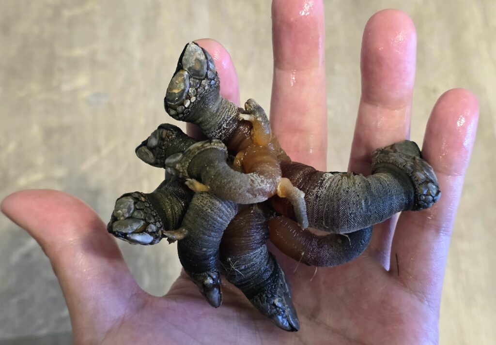 Vancouver Island溫哥華島西岸Sooke的鵝頸藤壺煮熟後的樣子