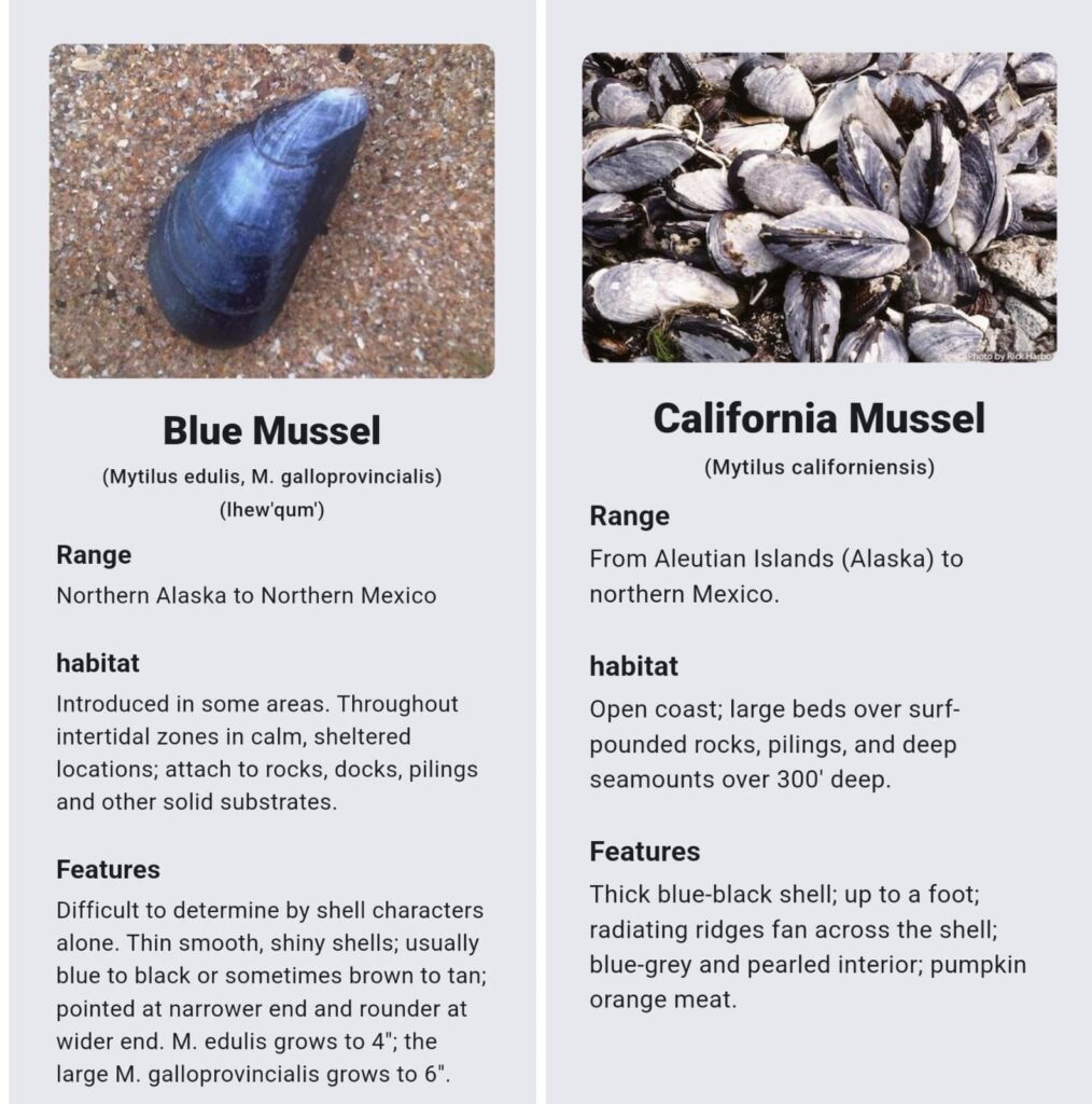 溫哥華島(Vancouver Island)藍淡菜/貽貝(Blue Mussel)以及加州蛋菜/貽貝(California Mussel)的比較