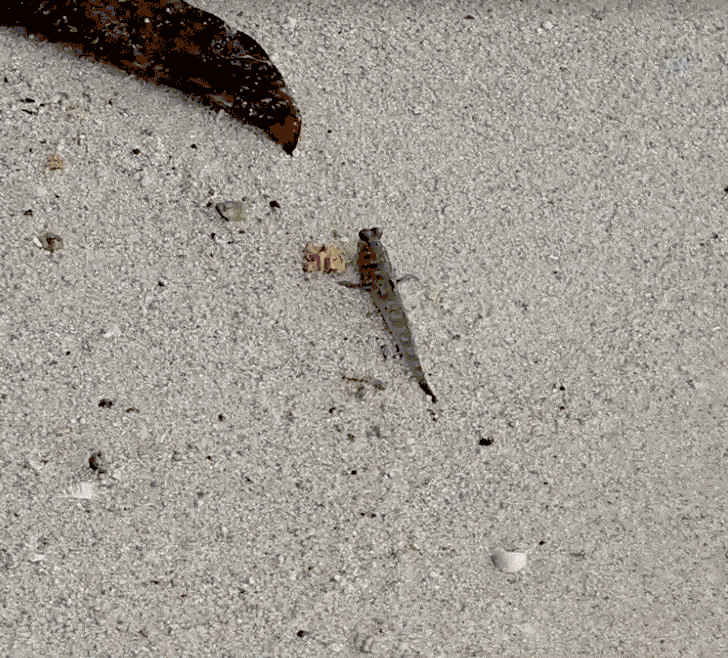 科隆 El Rio Y Mar Resort 園區內到處可見的彈塗魚(動圖)