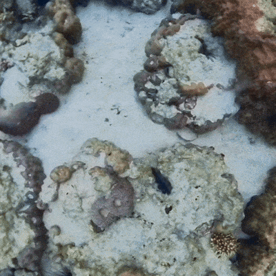 與巨陣渠互動的gif