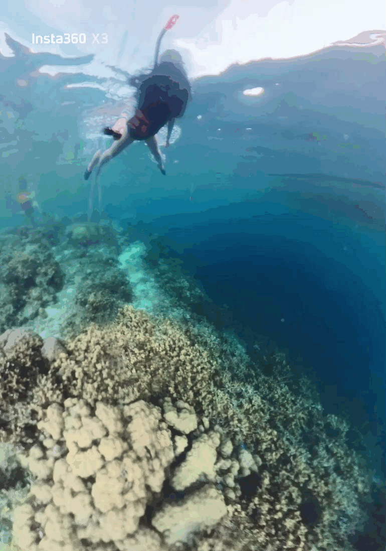 科隆 El Rio Y Mar Resort 的冷門跳島游海下的景象(動圖)