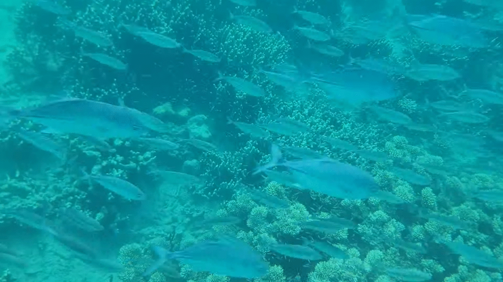 科隆 El Rio Y Mar Resort 免費浮淺點中的魚群