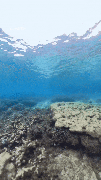 菲律賓巴拉望愛妮島跳島行程A中的一個浮潛點動圖