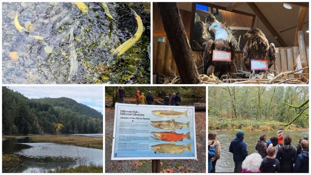 Goldstream Provincial Park 精選圖片拼圖