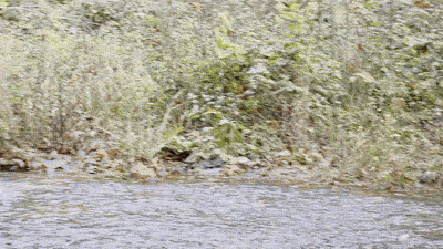 Goldstream Park 洄游鮭魚打架gif