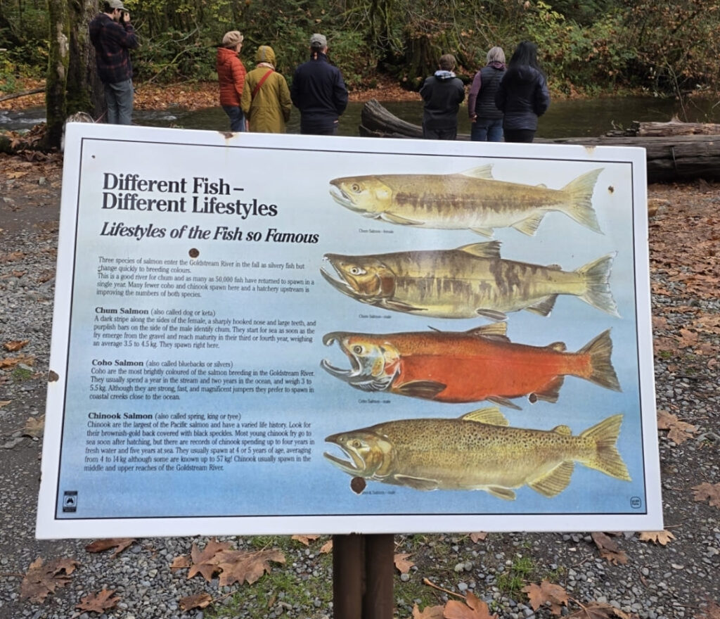 Goldstream Park 各品種鮭魚生態解說立牌
