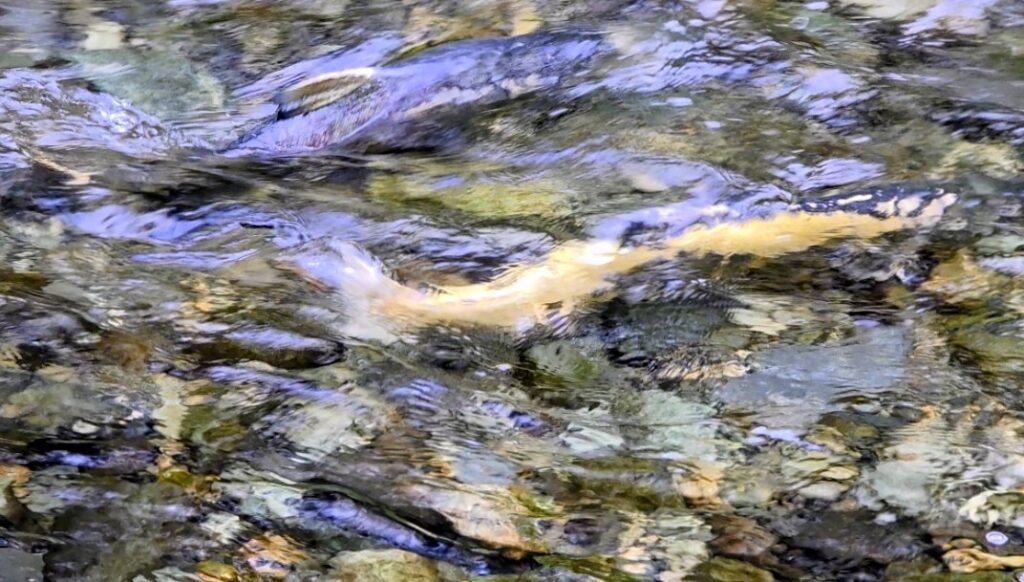 Goldstream-Park中不同顏色的Chum-salmon