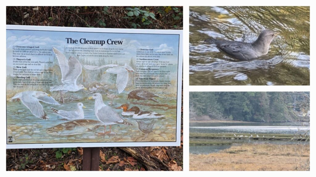 Goldstream Park 鳥類圖片拼圖