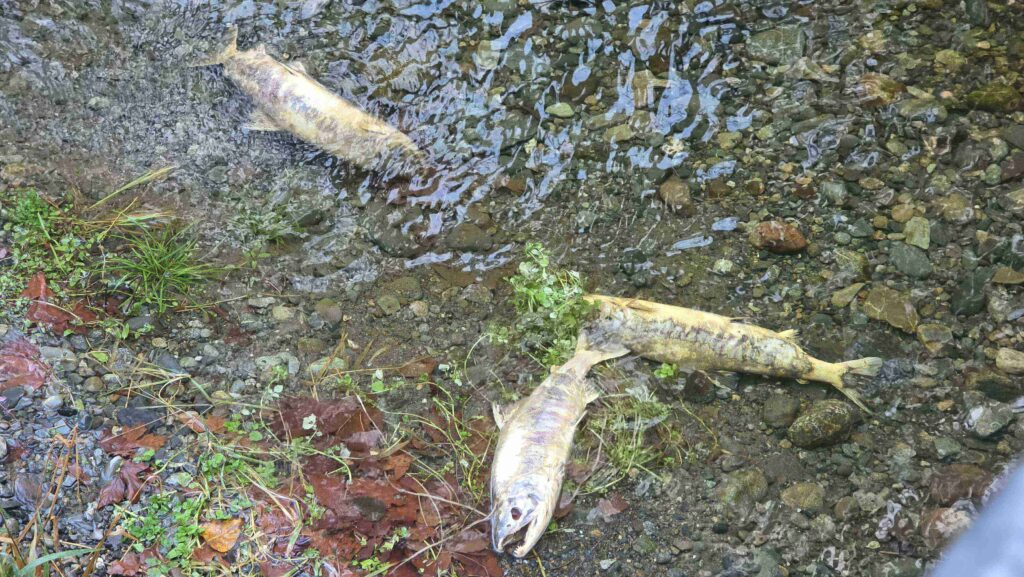 滿地鮭魚屍體的Goldstream Park