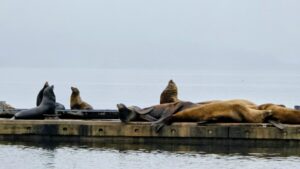 Cowichan Bay的加州海獅和北海獅的對比