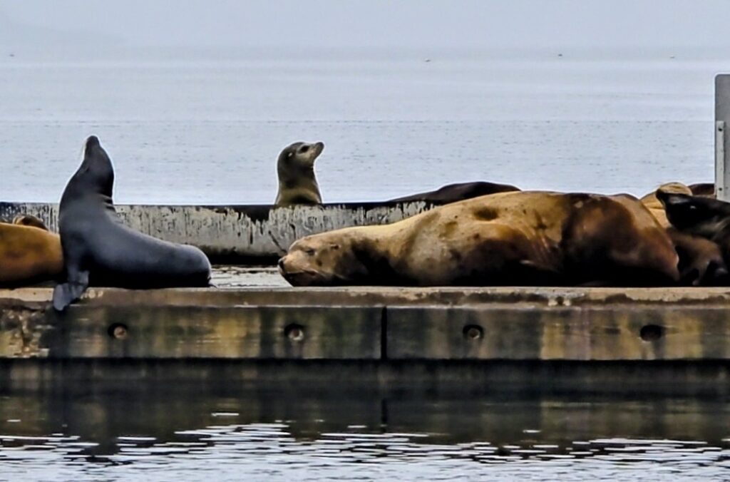 Cowichan Bay的加州海獅與北海獅對比
